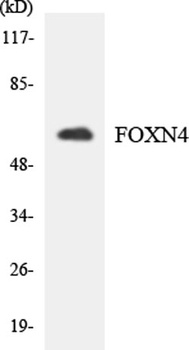 FoxN4 antibody