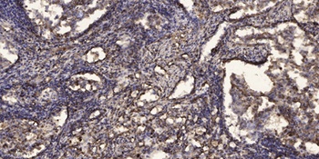 PC-PLD4 antibody