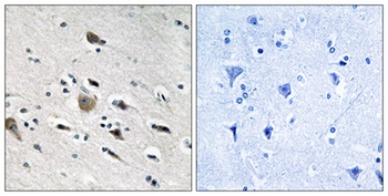 MRP-L52 rabbit pAb