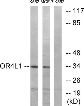 Olfactory receptor 4L1 antibody