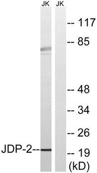 JDP2 antibody