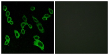 GPR139 antibody