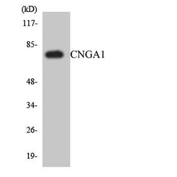 CNG-1 rabbit pAb