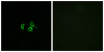 Olfactory receptor 10H4 rabbit pAb