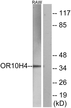 Olfactory receptor 10H4 rabbit pAb