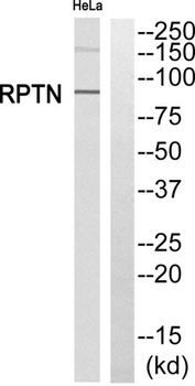 Repetin antibody