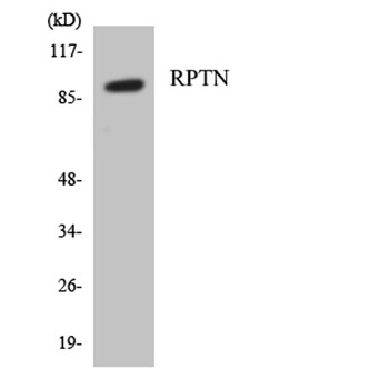 Repetin rabbit pAb