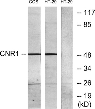 CB1 antibody