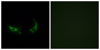 Olfactory receptor 2M3 rabbit pAb Antibody