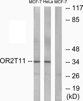 Olfactory receptor 2T11 antibody