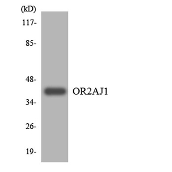 Olfactory receptor 2AJ1 antibody