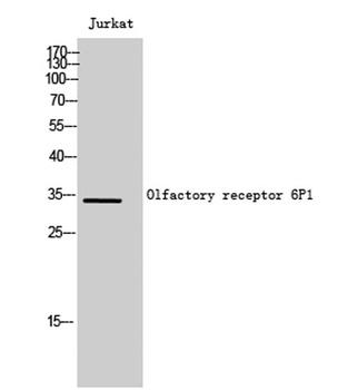 Olfactory receptor 6P1 rabbit pAb