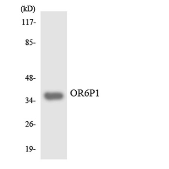 Olfactory receptor 6P1 rabbit pAb