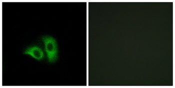 Olfactory receptor 10X1 rabbit pAb