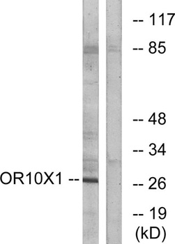 Olfactory receptor 10X1 rabbit pAb