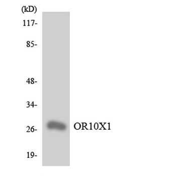 Olfactory receptor 10X1 rabbit pAb