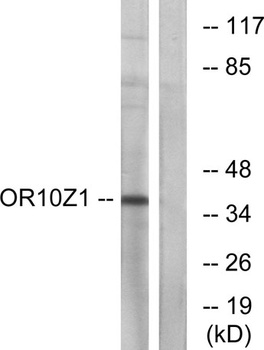 Olfactory receptor 10Z1 antibody