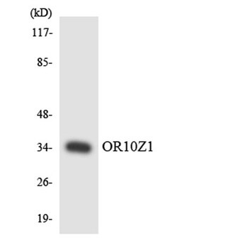 Olfactory receptor 10Z1 rabbit pAb