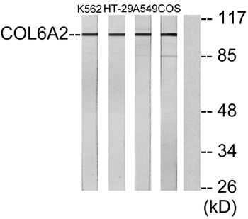COL6A2 rabbit pAb