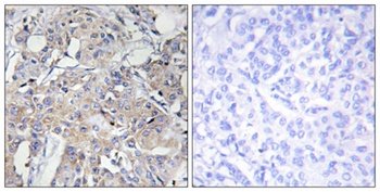 COL6A3 antibody