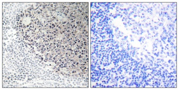 COL9A3 antibody