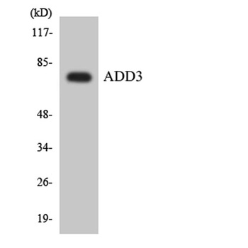COL13A1 antibody