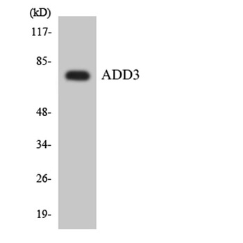 COL13A1 rabbit pAb
