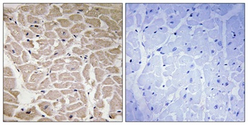 COL16A1 rabbit pAb