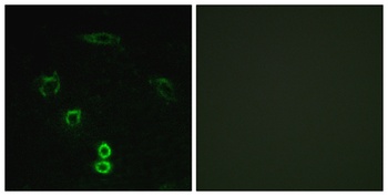 Glycerate Kinase rabbit pAb