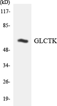 Glycerate Kinase rabbit pAb