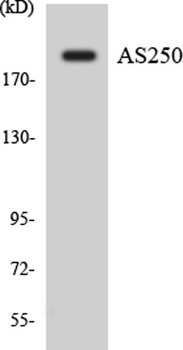 COX5b antibody