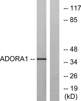Adenosine A1-R rabbit pAb
