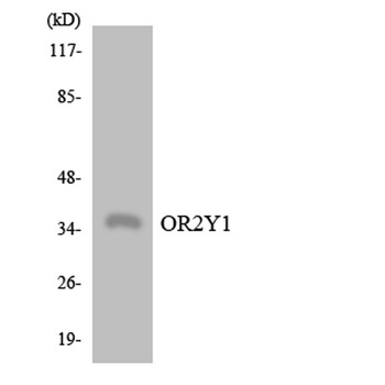 Olfactory receptor 2Y1 antibody