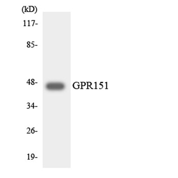 GPR151 rabbit pAb