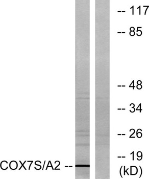 COX7a2/3 rabbit pAb