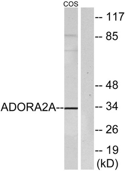 Adenosine A2A-R rabbit pAb