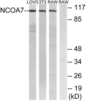 NCoA-7 rabbit pAb