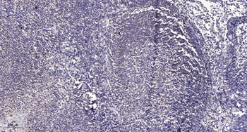 COX11 antibody