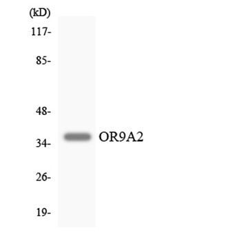 Olfactory receptor 9A2 antibody
