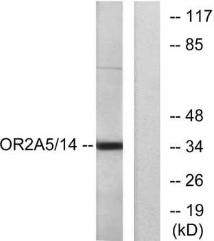 Olfactory receptor 2A5/14 rabbit pAb