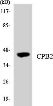 TAFI antibody