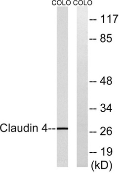 Claudin-4 antibody