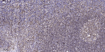 Claudin-3 (phospho Tyr219) rabbit pAb