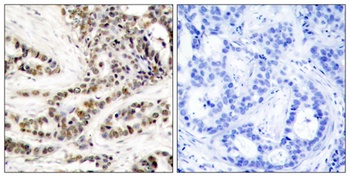 CREB-1 (phospho Ser129) rabbit pAb