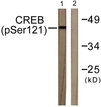 CREB-1 (phospho Ser121) rabbit pAb