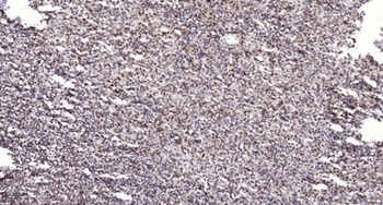 CREB-1 (phospho Ser121) rabbit pAb