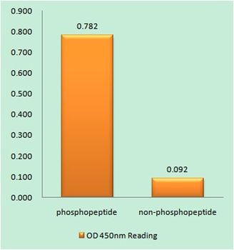 CREB-1 (phospho Thr100) rabbit pAb