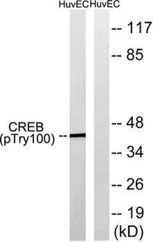 CREB-1 (phospho-Thr100) antibody
