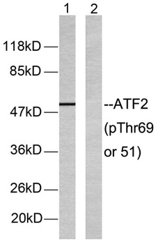 ATF-2 (phospho Thr69) rabbit pAb