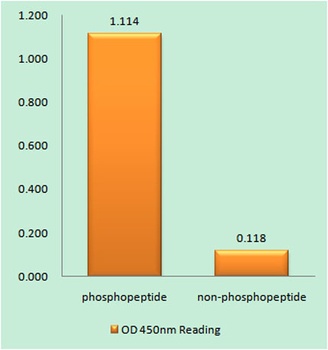 ATF-2 (phospho Ser480) rabbit pAb Antibody